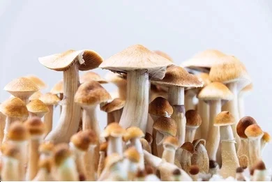Mexican Shrooms