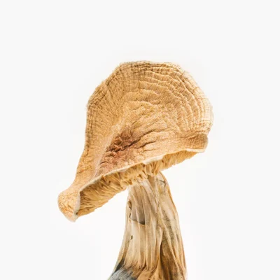 Home 1 African Kobe Magic Mushrooms