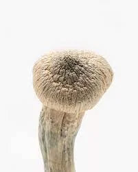 Home 2 Albino Penis Envy Mushrooms