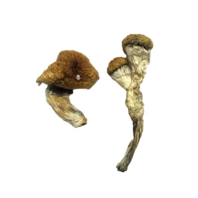 Home 4 Amazonian Magic Mushrooms
