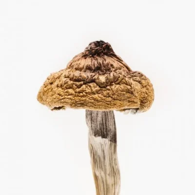 Home 6 B Plus Mushrooms or Golden Caps