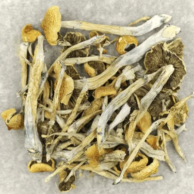 Home 17 Dried Mexican shrooms