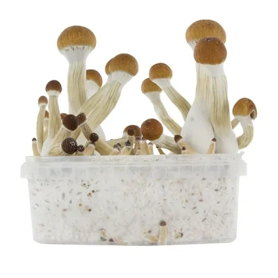 GOLDEN TEACHER
